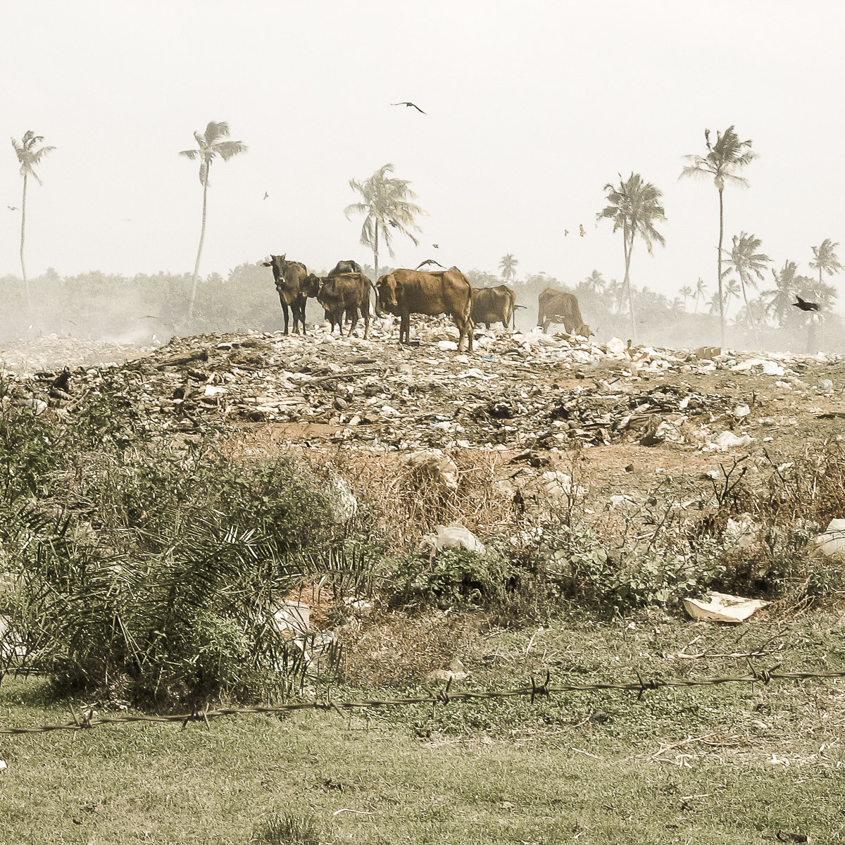 Sri Lanka