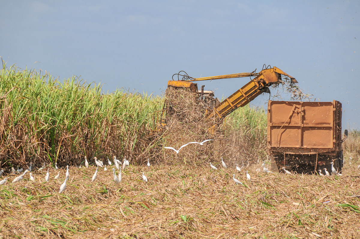 Zuckerrohrernte bei Colon - auf dem Weg von Havanna nach Cienfuegos, Cuba