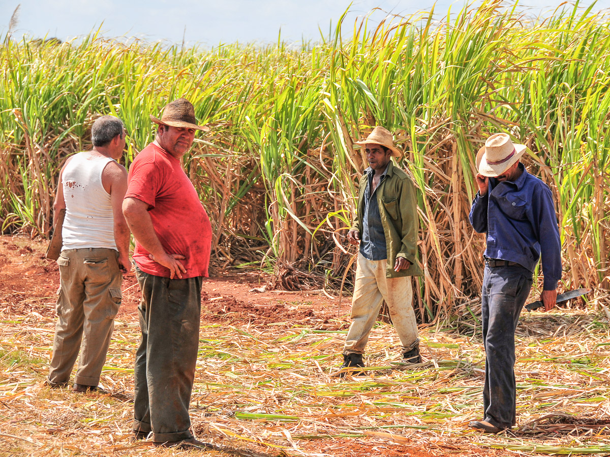 Zuckerrohrernte bei Colon - auf dem Weg von Havanna nach Cienfuegos, Cuba