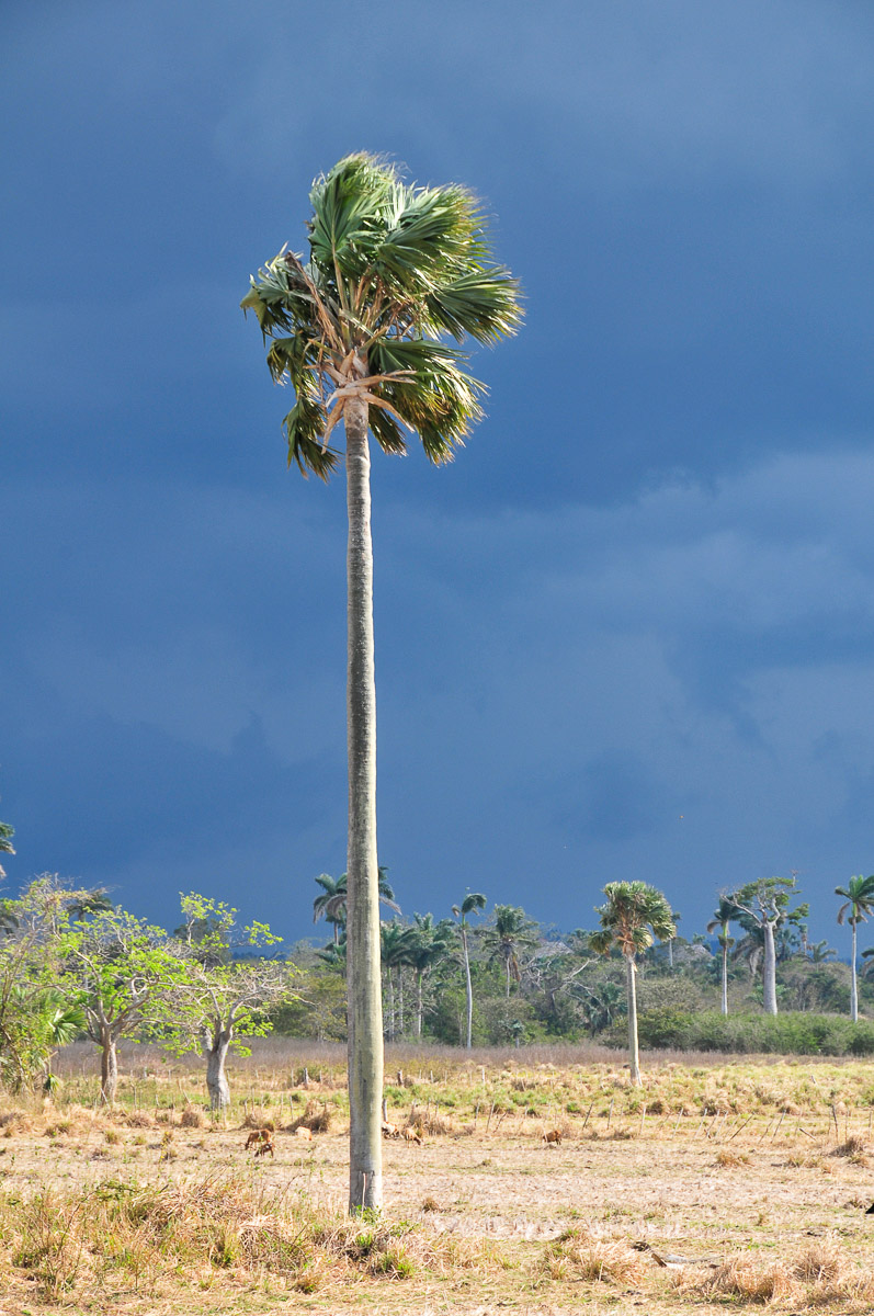 Vinales, Cuba