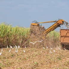 Zuckerrohrernte bei Colon - auf dem Weg von Havanna nach Cienfuegos, Cuba