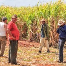 Zuckerrohrernte bei Colon - auf dem Weg von Havanna nach Cienfuegos, Cuba