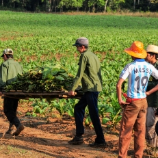 Tabaceros, Valle de Vinales, Cuba