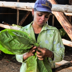 Tabaceros, Valle de Vinales, Cuba