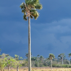 Vinales, Cuba