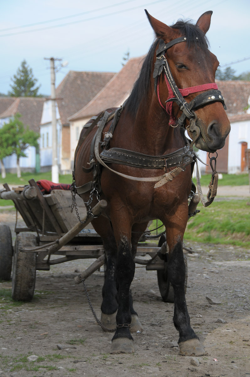 Viscri (Deutschweisskirch), Rumaenien