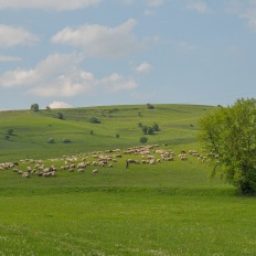 Bei Dacia (Stein), Rumaenien