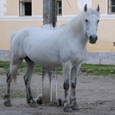 Viscri (Deutschweisskirch), Rumaenien