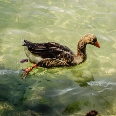 Neuhaus, Thuner See