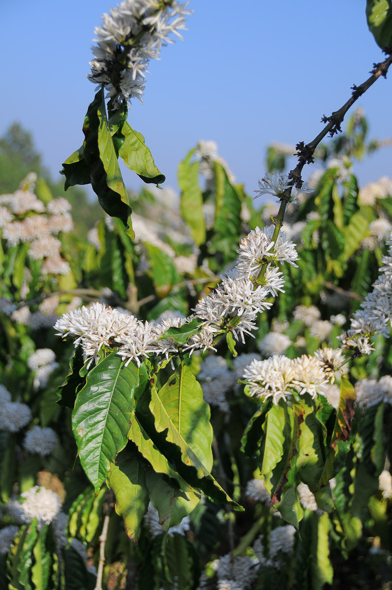 Vietnam, Mui Ne - Dalat, Kaffee