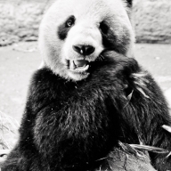 China, Chongqing-Zoo, Yangjiaping