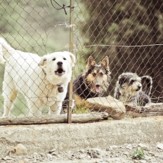 Strada Provinciale 50