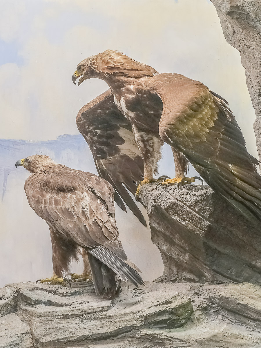 Bern, Naturhistorisches Museum, Diorama