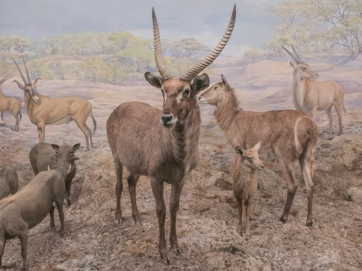 Bern, Naturhistorisches Museum, Diorama
