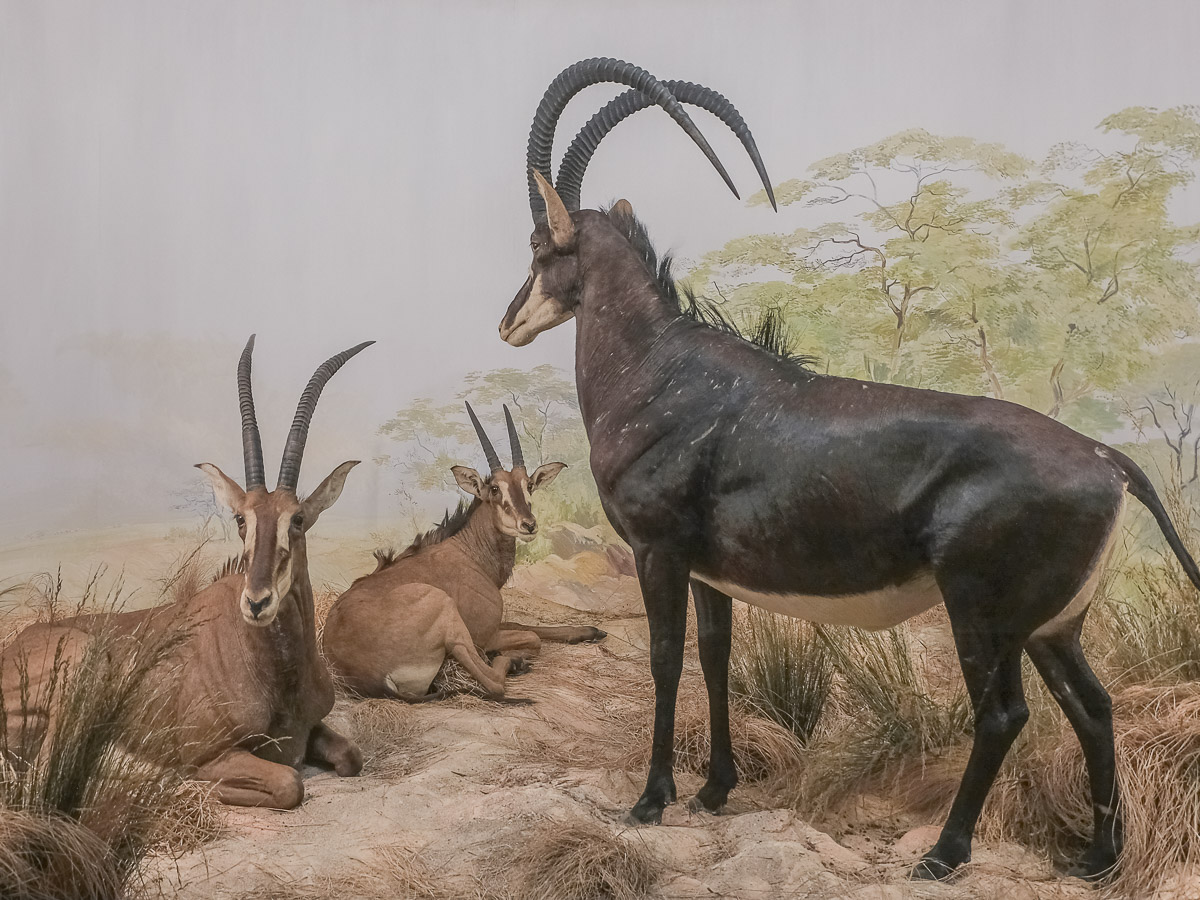 Bern, Naturhistorisches Museum, Diorama