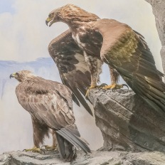 Bern, Naturhistorisches Museum, Diorama