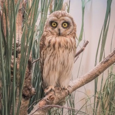 Bern, Naturhistorisches Museum, Diorama