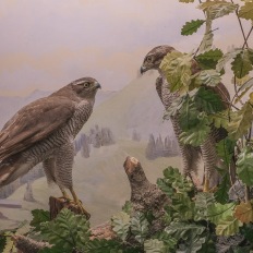 Bern, Naturhistorisches Museum, Diorama