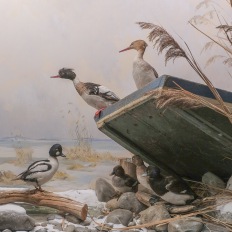 Bern, Naturhistorisches Museum, Diorama