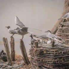 Bern, Naturhistorisches Museum, Diorama