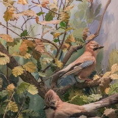 Bern, Naturhistorisches Museum, Diorama