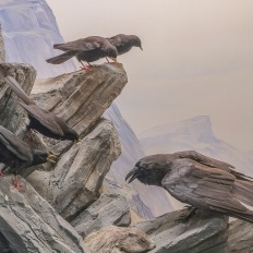 Bern, Naturhistorisches Museum, Diorama