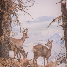 Bern, Naturhistorisches Museum, Diorama