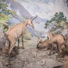 Bern, Naturhistorisches Museum, Diorama