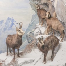Bern, Naturhistorisches Museum, Diorama