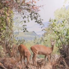 Bern, Naturhistorisches Museum, Diorama
