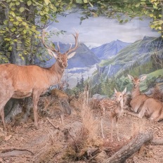 Bern, Naturhistorisches Museum, Diorama