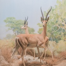Bern, Naturhistorisches Museum, Diorama