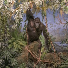 Bern, Naturhistorisches Museum, Diorama