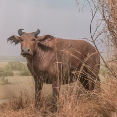 Bern, Naturhistorisches Museum, Diorama