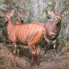 Bern, Naturhistorisches Museum, Diorama