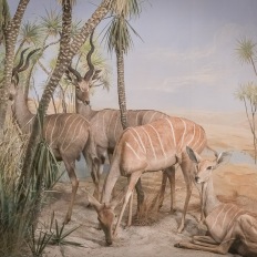 Bern, Naturhistorisches Museum, Diorama
