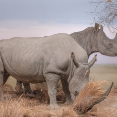 Bern, Naturhistorisches Museum, Diorama