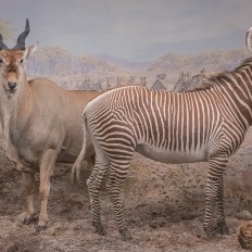 Bern, Naturhistorisches Museum, Diorama