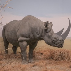 Bern, Naturhistorisches Museum, Diorama
