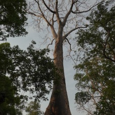 Siem Reap, Angkor Wat, Cambodia