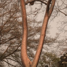 Siem Reap, Angkor Wat, Cambodia