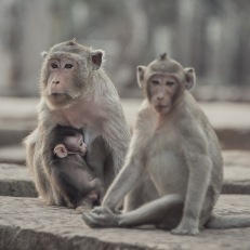 Siem Reap, Angkor Wat, Cambodia