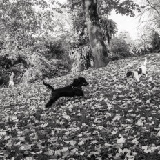 Paris, Parc des Buttes-Chaumont