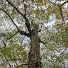 Paris, Fondation Cartier