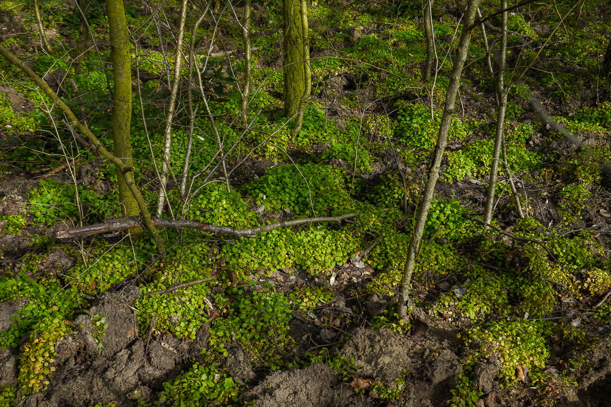 Mauerweg bei Asahi Kirschblütenalle