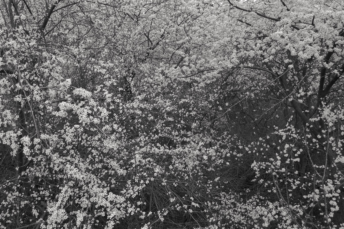 Mauerweg bei Asahi Kirschblütenalle