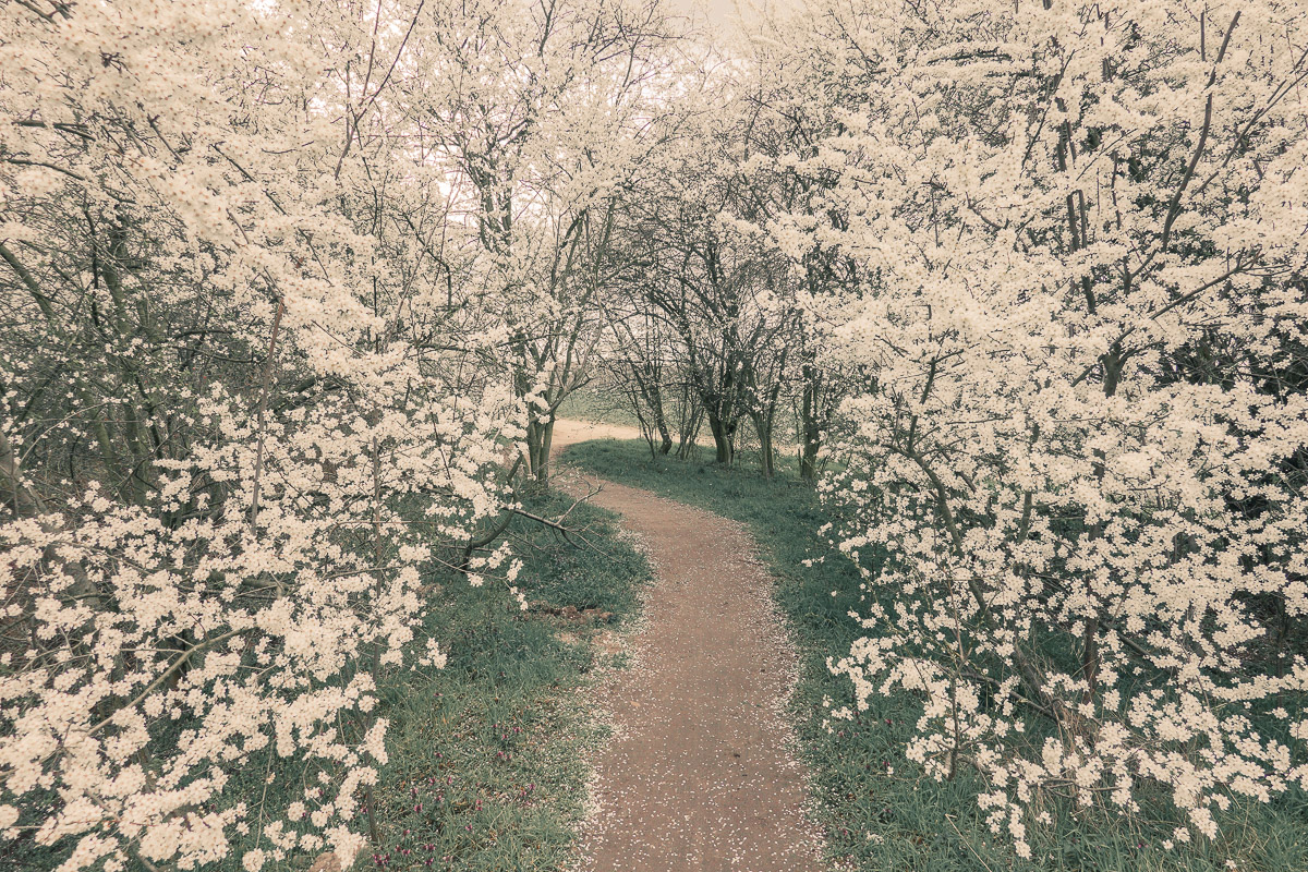 Mauerweg bei Asahi Kirschblütenalle