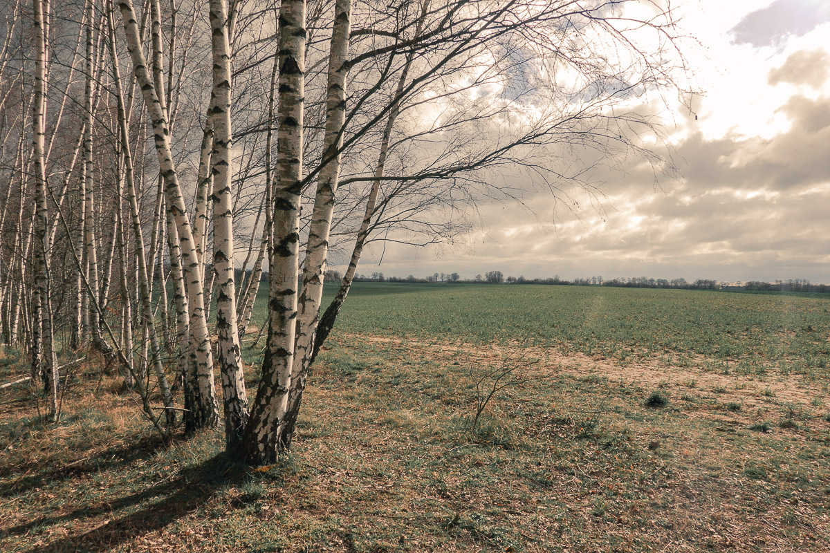 Mauerweg bei Asahi Kirschblütenalle