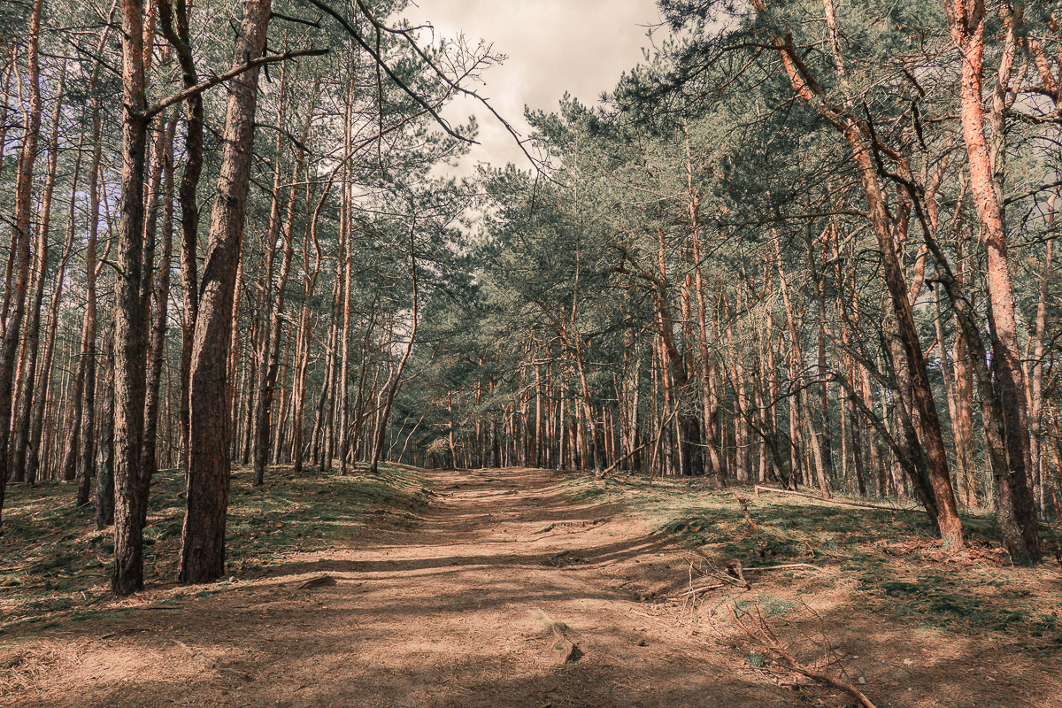 Richtung Aussichtsturm auf dem Löwendorfer Berg, Trebbin
