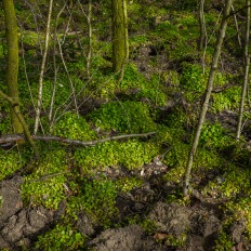 Mauerweg bei Asahi Kirschblütenalle